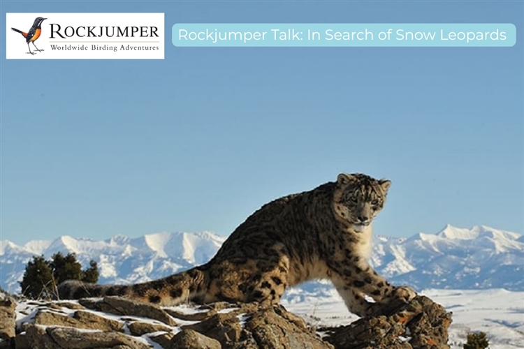 Rockjumper Talk : IN SEARCH OF SNOW LEOPARDS - Hilton Arts Festival 2025
